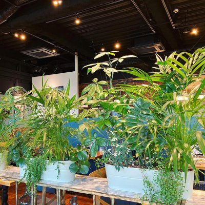 おしゃれな観葉植物