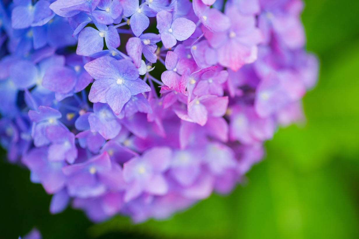 東京のあじさい・花菖蒲名所2026年版