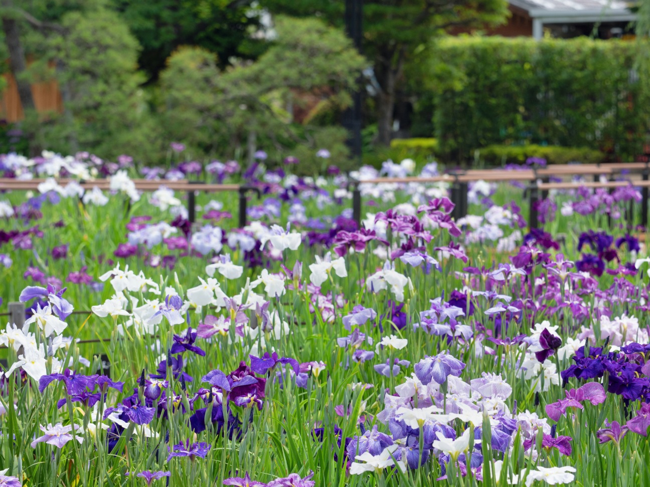 堀切菖蒲園の花菖蒲