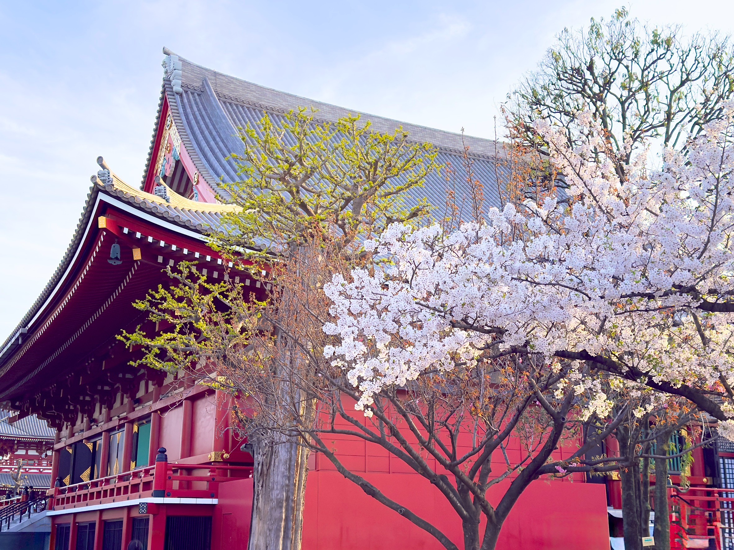 浅草観音うら一葉桜まつり