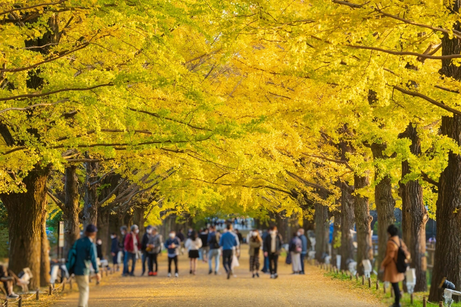 黄金色に染まる東京のイチョウ並木